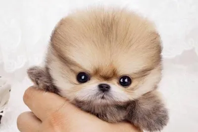 Хочется их затискать: 30 фото самых милых щенков, которых вы когда-либо  видели | WDAY
