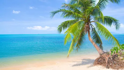 Картинка Пляж Море Природа Пальмы Горизонт Деревья 3840x2160