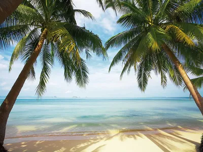 Фотообои Пляж море пальмы на стену. Купить фотообои Пляж море пальмы в  интернет-магазине WallArt