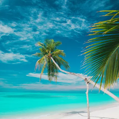 Скачать 1280x1280 пляж, море, пальмы, лето, тропики обои, картинки ipad,  ipad 2, ipad mini for parallax