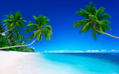 Море пальмы пляжа курорта стоковое фото. изображение насчитывающей пляжа -  103319386