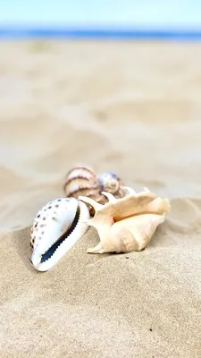 Ракушки Море Песок - Бесплатное фото на Pixabay - Pixabay