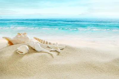 ассорти из ракушек разных видов на пляже с туманным синим морем на заднем  плане 3d изображение, вид на море, пляжные волны, морской пейзаж фон  картинки и Фото для бесплатной загрузки