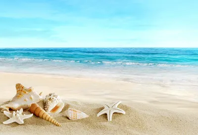 Море песок ракушки - 61 фото