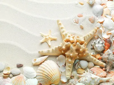 Морская Звезда И Ракушки На Пляже Песок Пляж И Море — стоковые фотографии и  другие картинки Морская звезда - iStock