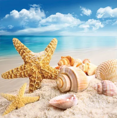 Море песок ракушки - 61 фото