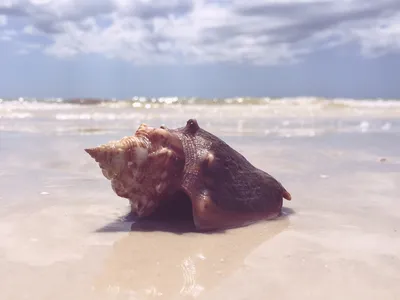 морские ракушки на берегу моря в португалии пляж Стоковое Изображение -  изображение насчитывающей известняк, скала: 221717367