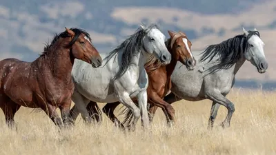 Мустанги лошади в дикой природе (58 фото) - 58 фото