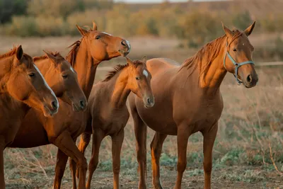 Мустанг коричневая лошадь дикие обои фото | Премиум Фото