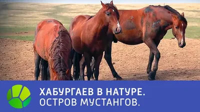 дикие лошади мустанга в колорадо Стоковое Фото - изображение насчитывающей  млекопитающее, толпа: 220179266