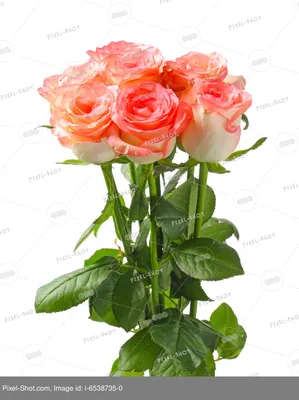 Розовые Цветы Белом Фоне стоковое фото ©nordenworks.gmail.com 284991176