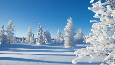 Обои \"Зима и Новый год\" на рабочий стол: самые яркие! | Christmas tree  images, Beautiful christmas trees, Christmas gift guide