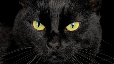 Фон рабочего стола где видно 2560x1440, обои, черная кошка, морда, домашнее  животное, wallpaper, black cat, face, pet