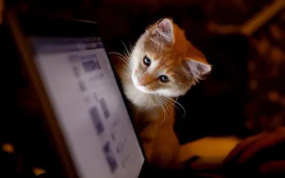Котёнок смотрит в монитор компьютера - обои на рабочий стол