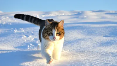 Полосатая Кошка, бегущая по снегу - обои на рабочий стол