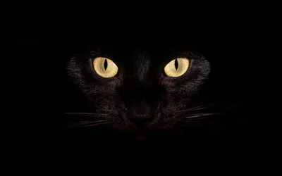 Фон рабочего стола где видно черная кошка с желтыми глазами на черном фоне,  2560х1600