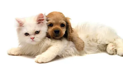 Обои на телефон кошки и собаки - 70 фото