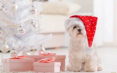 Каждая собака может поздравить страну с Новым годом - ЗооТверь - Тверской  справочно - информационный портал для любителей животных