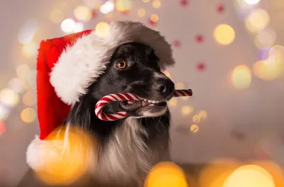 два померанских щенка смотрят в камеру в зимнем свете, фото собаки на новый  год, новый поверпойнт, собака фон картинки и Фото для бесплатной загрузки