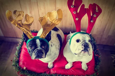 Собака в шапке Санта Клауса — новогодние обои (3655x2400)