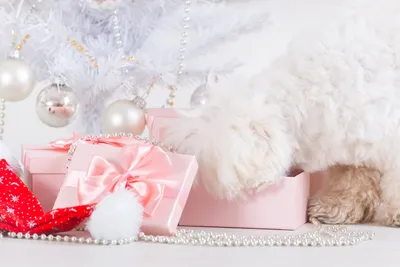 Ёлочная новогодняя игрушка - собака такса зеркальная - купить необычный  сибирский сувенир в подарок на Новый год