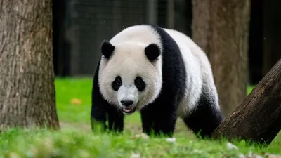 Обои панда, животное, дикая природа, трава картинки на рабочий стол, фото  скачать бесплатно
