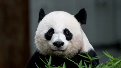 Черная панда - 73 фото