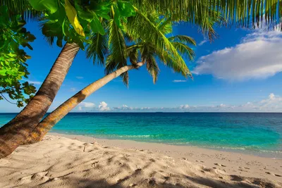 Обои для рабочего стола Пляж Море Природа пальм Тропики 2560x1706