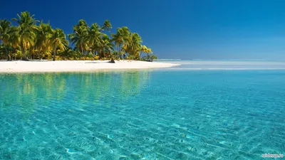 Скачать обои вечер, тропики, пляж, море, пальма на рабочий стол из раздела  картинок Тропические