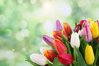 Картинки на рабочий стол тюльпаны весна
