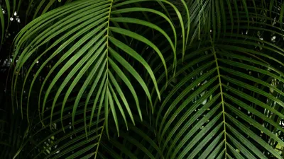 Обои ветки, листья, резной, зеленый, растение, тропический картинки на рабочий  стол, фото скачать бесплатно