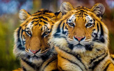 Картинки на рабочий стол животные тигры