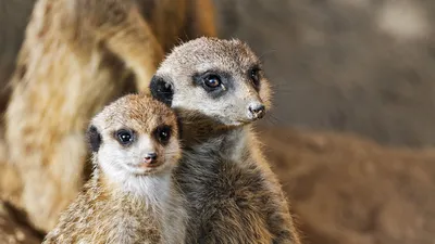 Кошка с наглыми прищуренными глазами, на рабочий стол, животные, коты и  кошки обои 1024x768.