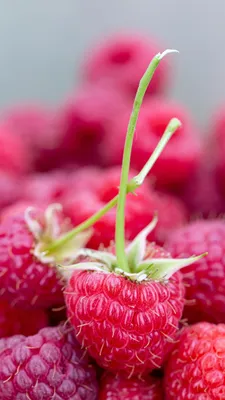 Обои Красная малина, ягоды, природные продукты, фрукты, пища на телефон  Android, 1080x1920 картинки и фото бесплатно