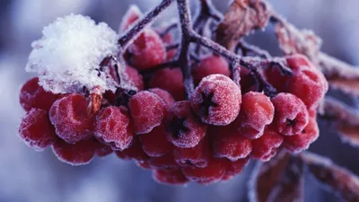 Названы самые полезные летние фрукты и ягоды. Мнение врачей — читать на  Gastronom.ru