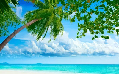 Картинки на телефон пальмы,пляж,лето. | Обои на телефон пальмы,песок,море.  | Постила