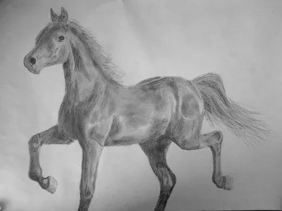 Нарисованная лошадь Stock Vector | Adobe Stock