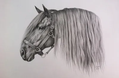 Выгравированная лошадь, рука нарисованная иллюстрация вектора в стиле  Scratchboard Woodcut, винтажном виде чертежа Иллюстрация вектора -  иллюстрации насчитывающей вытравливание, ангстрома: 83438167