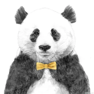 Нарисованная панда с галстуком-бабочкой — Картинки и аватары | Портреты  домашних животных, Хипстерское искусство, Иллюстрации арт