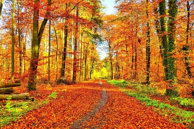 Золотая Осень Золотой Падение - Бесплатное фото на Pixabay - Pixabay