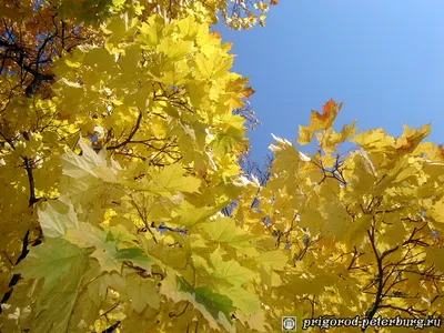 Золотая осень - время наслаждаться природой» — создано в Шедевруме