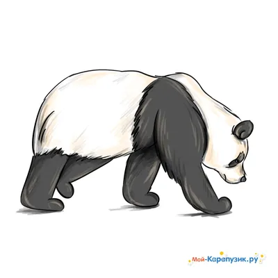 Рисунок панды: 120+ простых идей для срисовки
