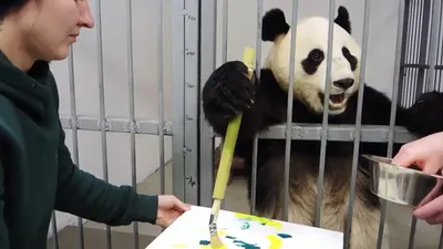 Как нарисовать милую панду с бамбуком || How to draw a cute panda with  bamboo В этом видео увидем как легко милую панду с бамбуком. Для начала...  | By Taradanchyk | Facebook
