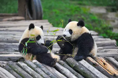 Новорожденная панда из Москвы принадлежит КНР: подробности | 360°