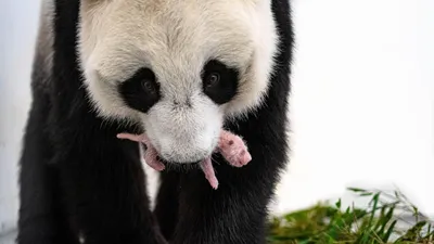 У детеныша панды из Московского зоопарка появляется черно-белый окрас - РИА  Новости, 03.09.2023