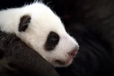 Детеныш панды Московского зоопарка открыл глазки