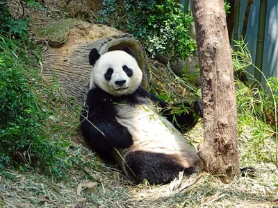 История охраны большой панды в Китае