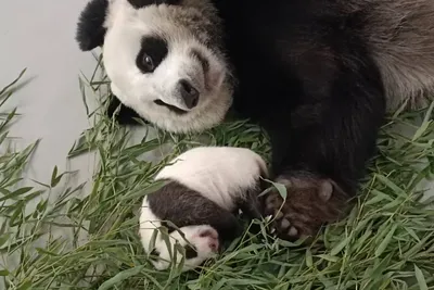 Маленькая панда в Московском зоопарке стала интересоваться внешним миром -  6 сентября 2023 - Фонтанка.Ру