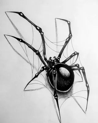 Красивый рисунок паука - 74 фото