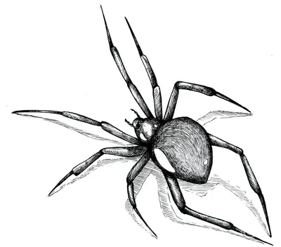 Нарисованный от руки каракули паука. Векторный страшный паук на Хэллоуин.  Контур. - Ozero - российский фотосток